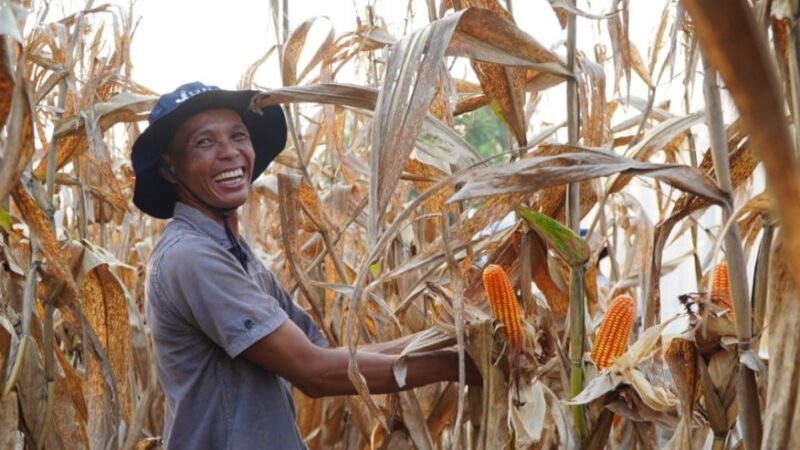 Inpres Nomor 3 Tahun 2026 Terbit, Komitmen Keberpihakan terhadap Petani Jagung Indonesia