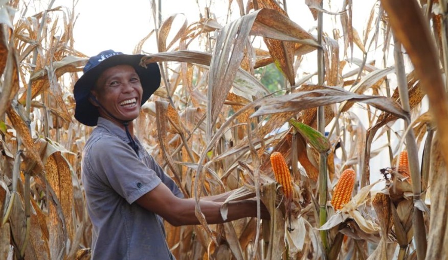 Inpres Nomor 3 Tahun 2026 Terbit, Komitmen Keberpihakan terhadap Petani Jagung Indonesia