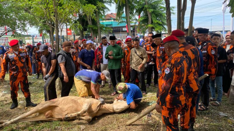 Musa Rajekshah Apresiasi Semangat Berqurban Kader Pemuda Pancasila Sumut, Tahun Ini Capai 17 Ekor Sapi