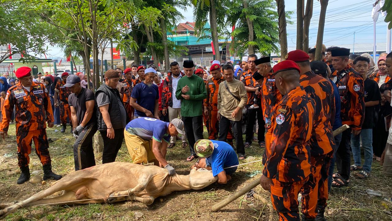 Musa Rajekshah Apresiasi Semangat Berqurban Kader Pemuda Pancasila Sumut, Tahun Ini Capai 17 Ekor Sapi