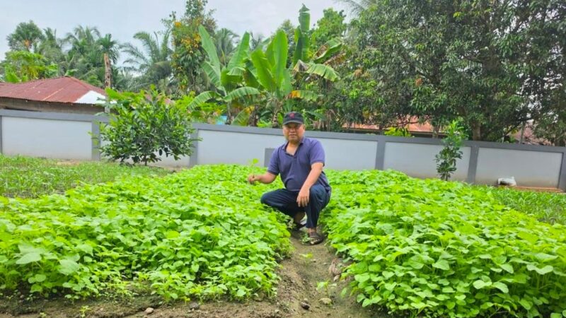 Manfaatkan Hari Libur, Sugiat Santoso Panen Bayam di Rumah Aspirasi, Perkuat Kedekatan dengan Masyarakat