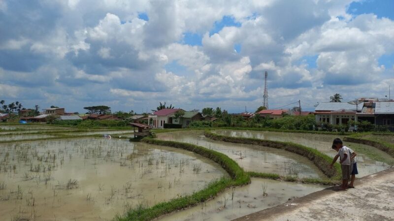 Lahan Sawah Pematangsiantar Aman dari Hama, Produktivitas Capai 7 Ton per Hektare