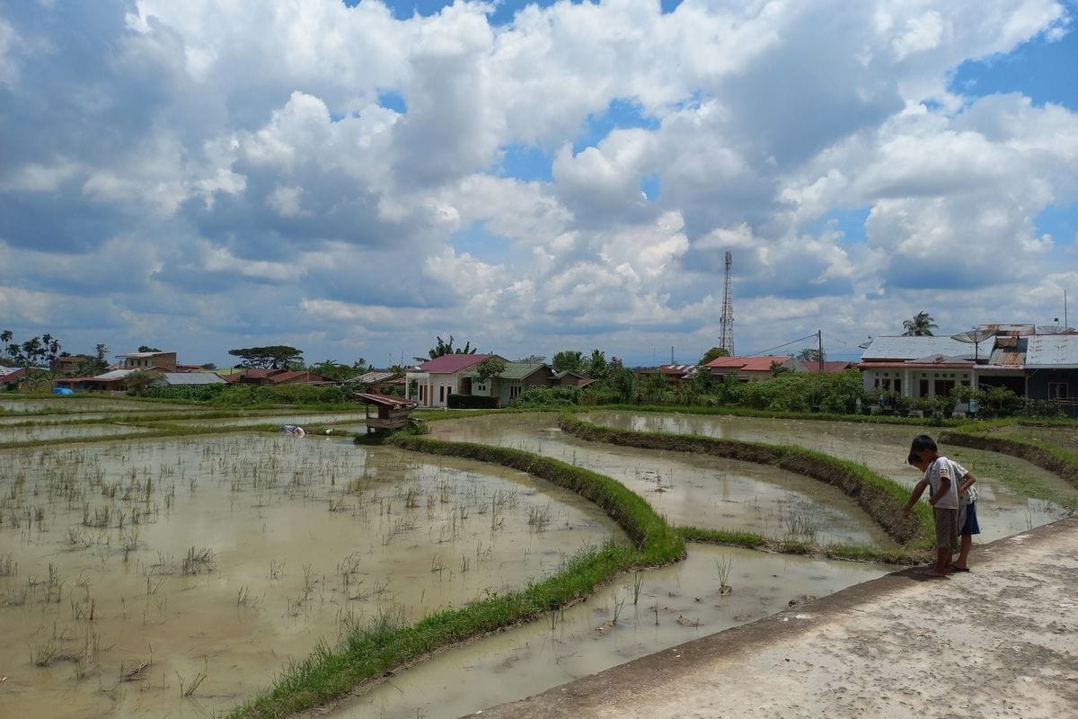 Lahan Sawah Pematangsiantar Aman dari Hama, Produktivitas Capai 7 Ton per Hektare