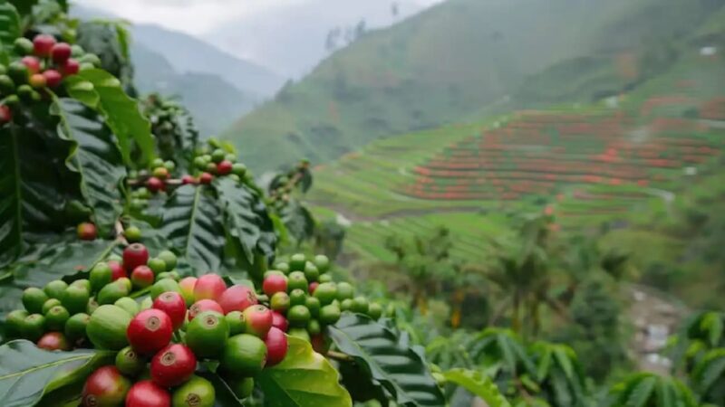 Kopi Simalungun Kantongi LoI Ekspor 1 Ton ke Dubai