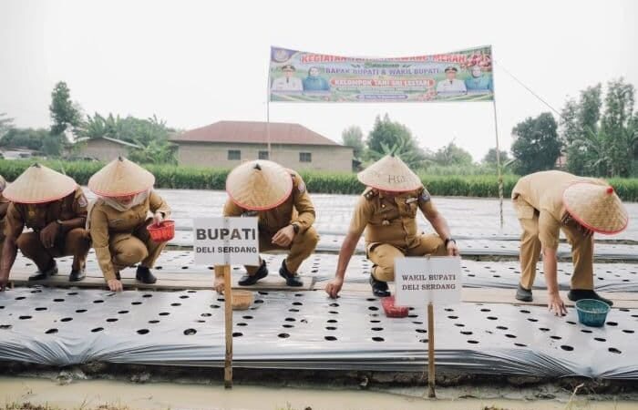 Deli Serdang Uji Budidaya Bawang Merah, 100 Kg Bibit Ditarget Hasilkan 1 Ton
