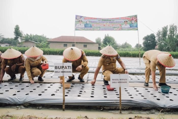 Deli Serdang Uji Budidaya Bawang Merah, 100 Kg Bibit Ditarget Hasilkan 1 Ton