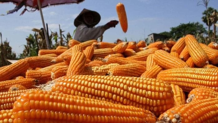 Bulog Pematangsiantar Serap 94,4 Ton Jagung Petani, Harga Tertinggi Rp6.400/Kg