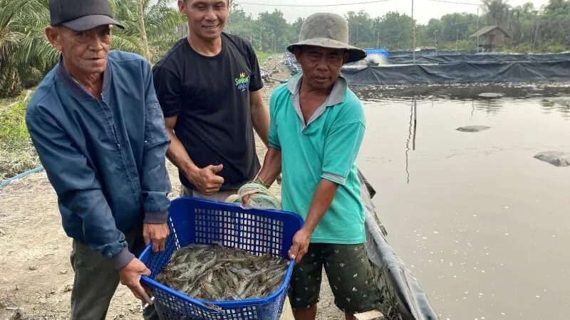 BUMDes Nagur Panen 1 Ton Udang Vaname