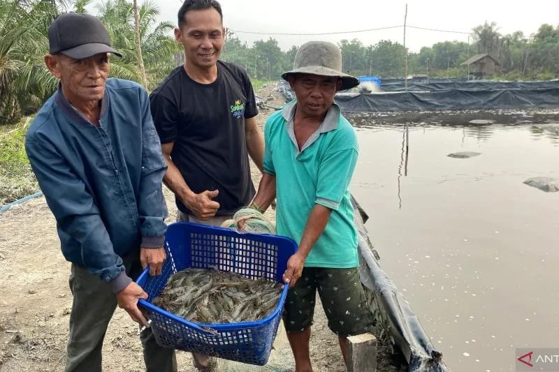 BUMDes Nagur Panen 1 Ton Udang Vaname