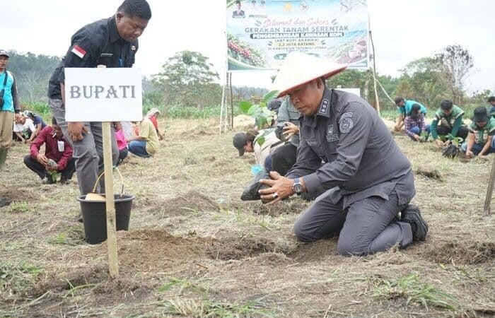 Pemkab Taput Tanam 2,2 Juta Batang Kopi Arabika