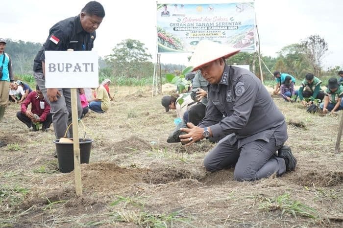 Pemkab Taput Tanam 2,2 Juta Batang Kopi Arabika