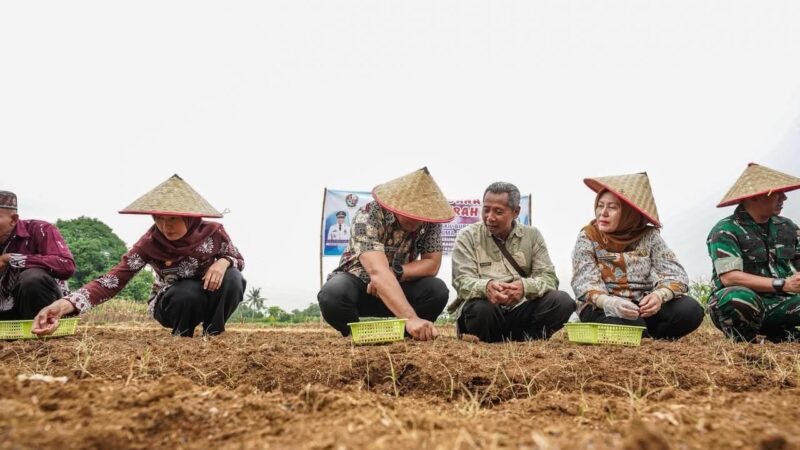 Target 13 Ton Per Hektare, Bawang Merah Mulai Dikembangkan di Namorambe-Deli Serdang
