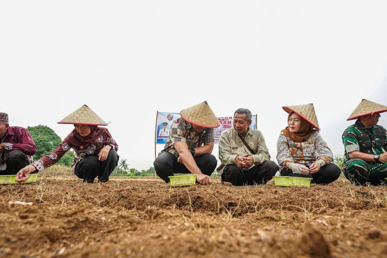 Target 13 Ton Per Hektare, Bawang Merah Mulai Dikembangkan di Namorambe-Deli Serdang