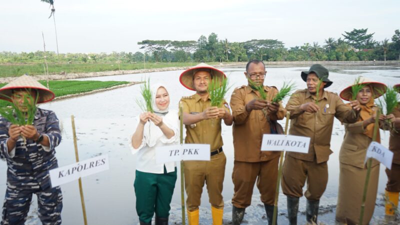 Dukung Ketahanan Pangan, Wali Kota Mahyaruddin Salim Hadiri Gebyar Dinas Perikanan, Pertanian dan Pangan Lewat Tanam Padi Perdana, Vaksinasi dan Restocking di Kelurahan Sei Raja