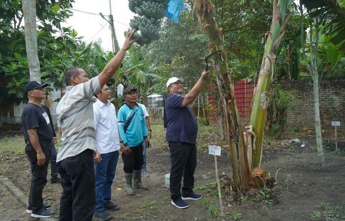 Bupati Asahan Siap Usulkan Pisang Kepok Abu Diusulkan Jadi Varietas Lokal ke Mentan