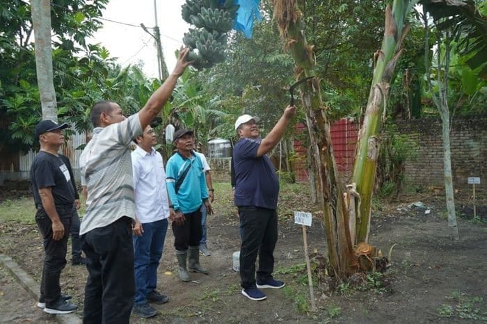 Bupati Asahan Siap Usulkan Pisang Kepok Abu Diusulkan Jadi Varietas Lokal ke Mentan