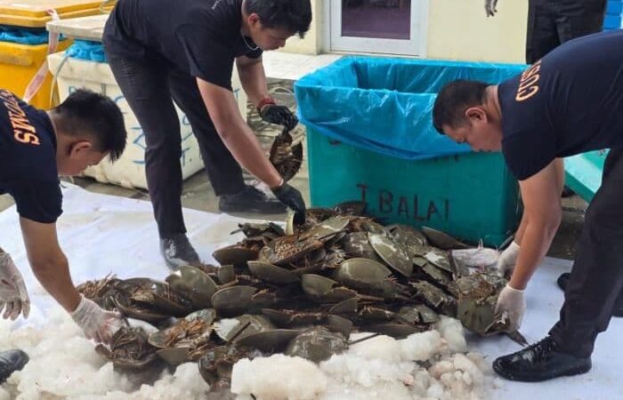 Bea Cukai Gagalkan Penyeludupan 2.015 Belangkas dan 35 Kg Telurnya