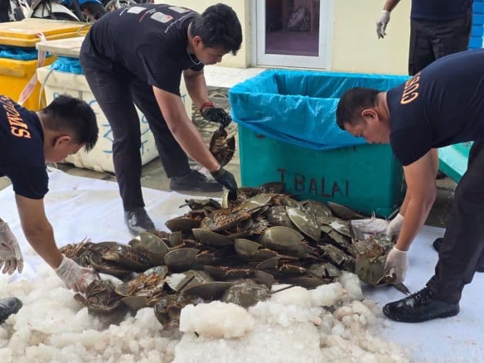 Bea Cukai Gagalkan Penyeludupan 2.015 Belangkas dan 35 Kg Telurnya