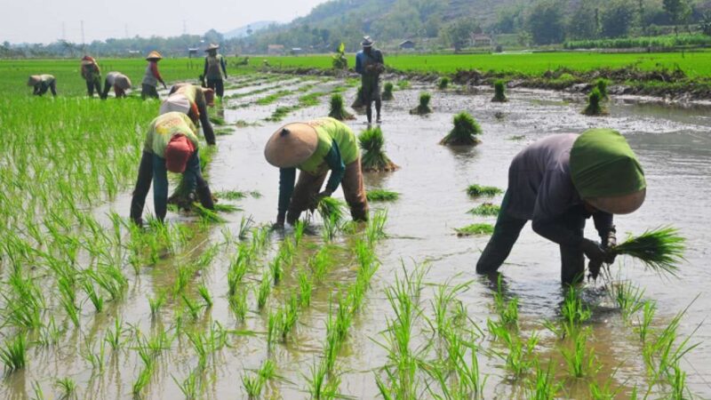 Bulog Cetak Rekor Nasional 4,11 Juta Ton, Sumut Optimis November Capai Target 100 Persen