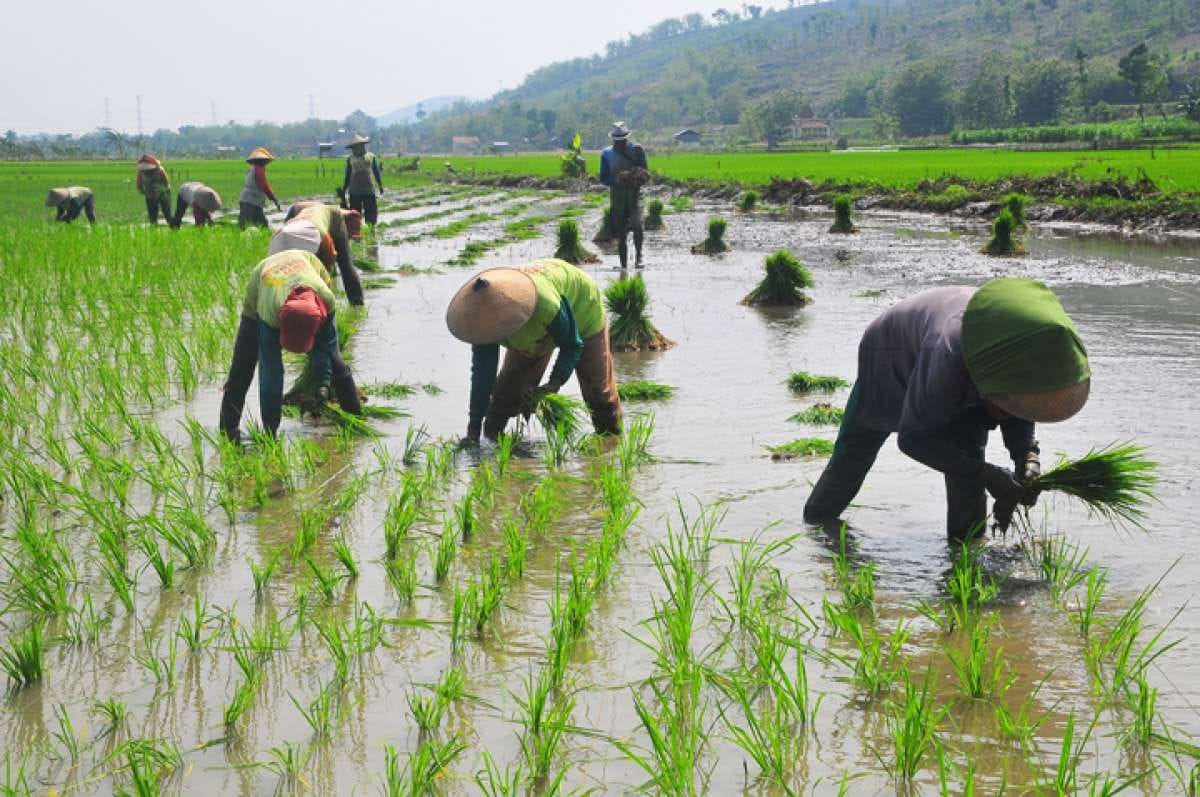 Bulog Cetak Rekor Nasional 4,11 Juta Ton, Sumut Optimis November Capai Target 100 Persen
