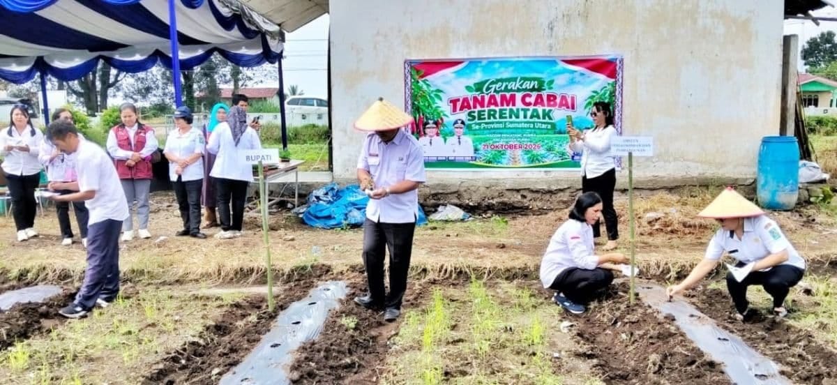 Jaga Pasokan dan Harga Jelang Nataru, Simalungun Tanam Cabai Serentak