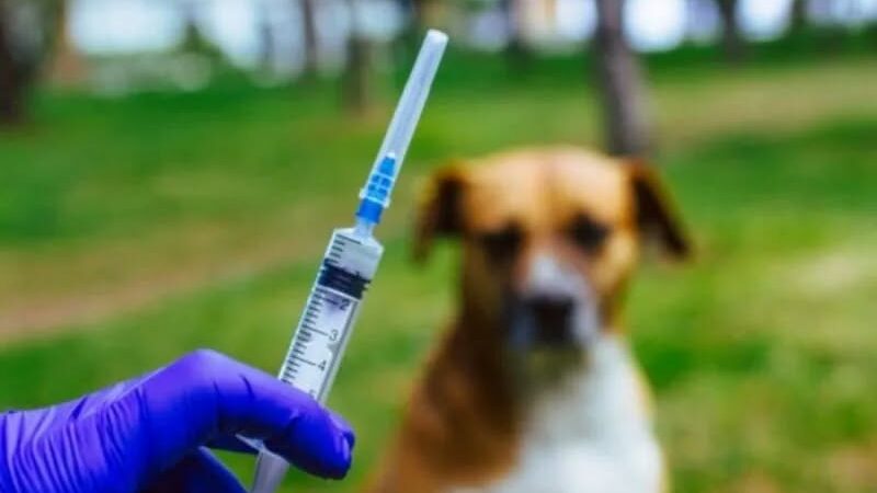Pemko Pematangsiantar Bagikan Vaksin Rabies Gratis di 8 Kecamatan dan 53 Kelurahan