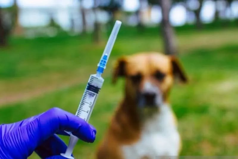 Pemko Pematangsiantar Bagikan Vaksin Rabies Gratis di 8 Kecamatan dan 53 Kelurahan
