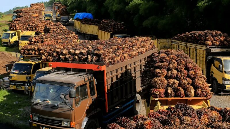 Harga TBS Sawit Sumut Pekan Ini Bertahan, di Rp 3.250, dan Terendah Rp 2.800/Kg