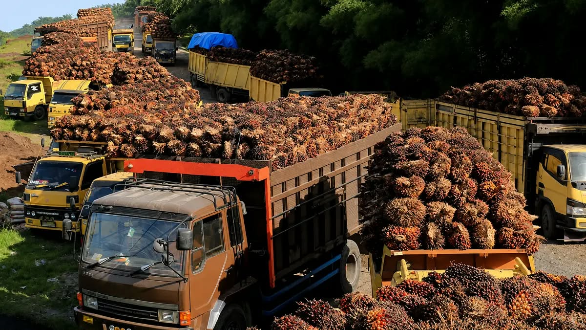Harga TBS Sawit Sumut Pekan Ini Bertahan, di Rp 3.250, dan Terendah Rp 2.800/Kg